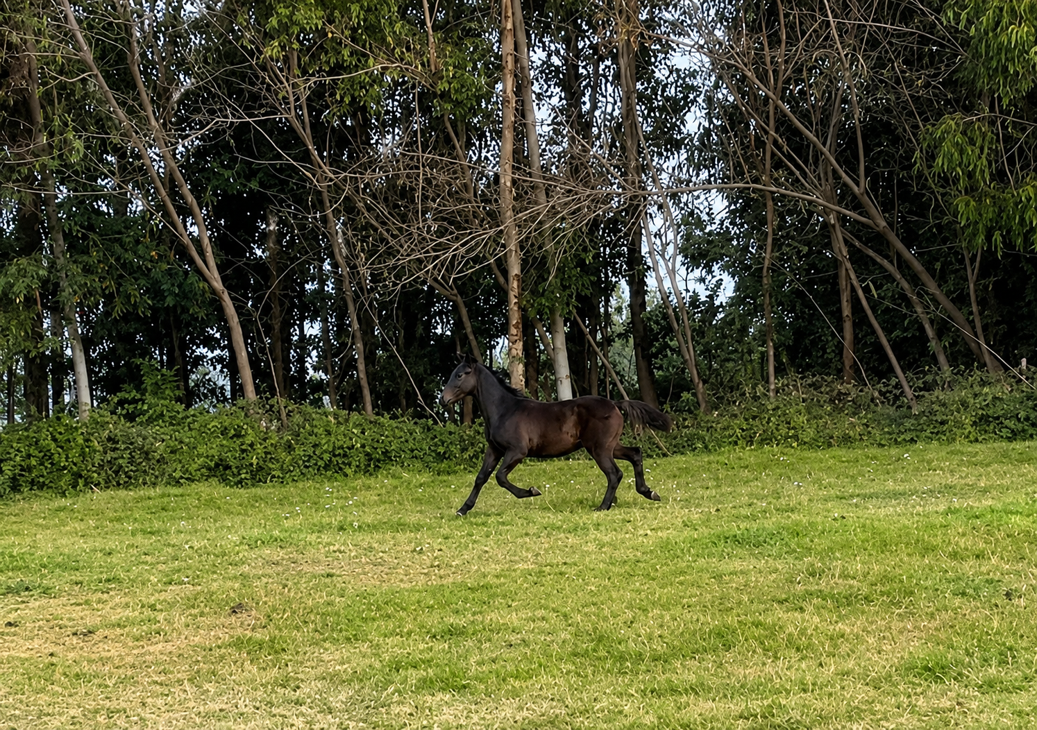 POTRILLO NEGRO